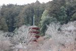 西の岡の本長谷寺の五重塔